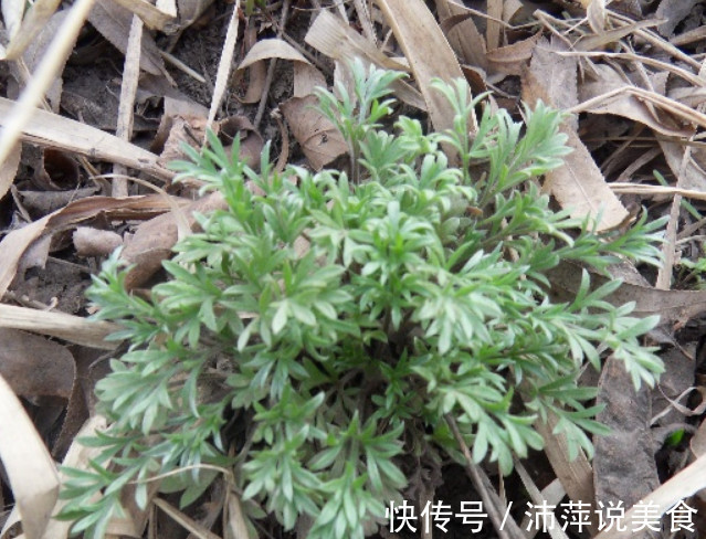 它被号称“草中之王”,能当调料还是一味良药,价值宝贵得重视