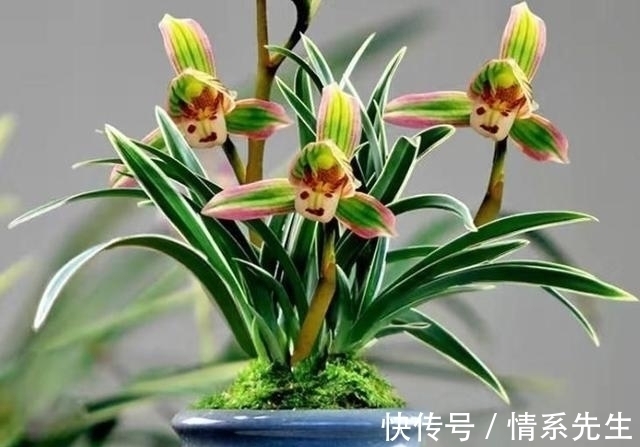 一花双色非常罕见,花香清新,叶带金边,花姿高雅大方,让人沉迷