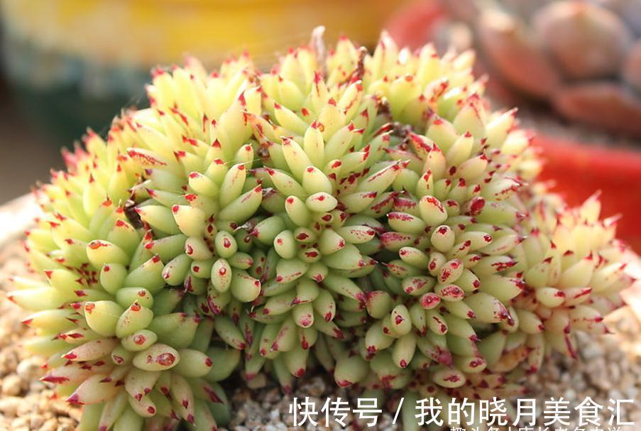 东云系多肉较易出状态,而这“6品种”尤其如此,冬天可轻松上色