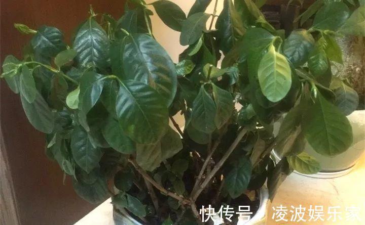 养花|新手养花不用愁，给你支3招，烂根也能救过来！