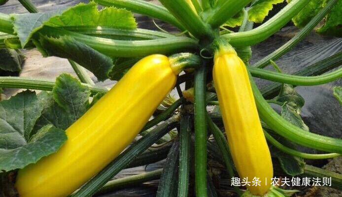香蕉瓜|女性婦科病的天敵終于找到了，常吃防乳腺癌，保護卵巢，防子宮癌