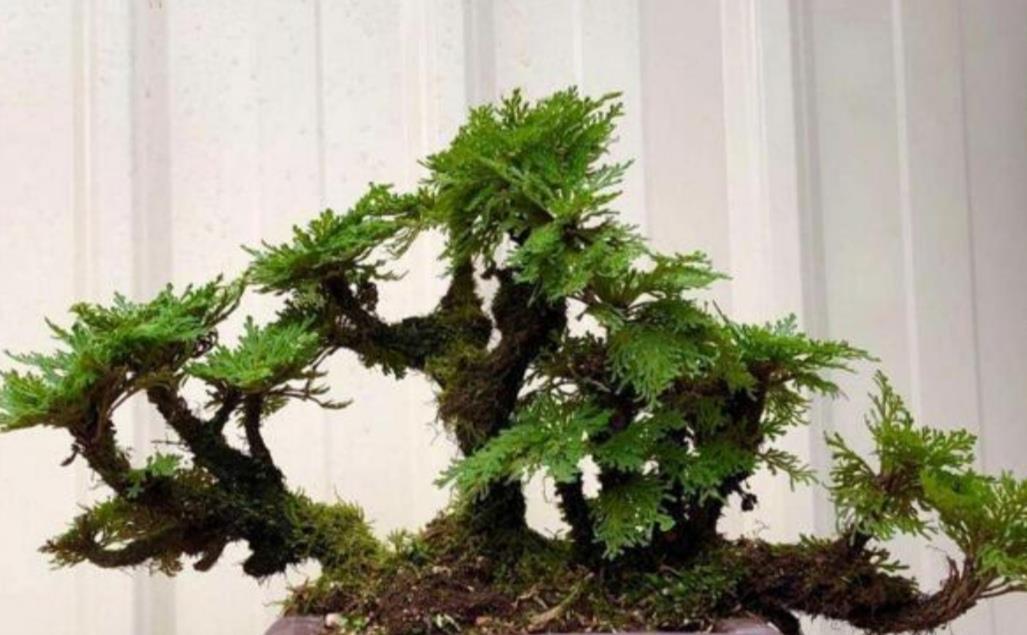 酢浆草|4种普通的小植物,挖回来做成“小盆景”,摆在桌面上清新自然