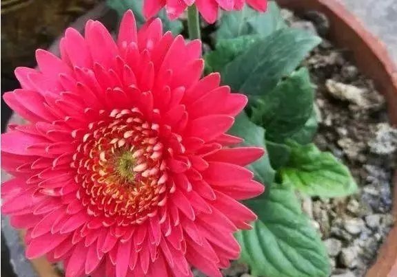 这些花草不要往叶面上喷水，否则只剩下花盆