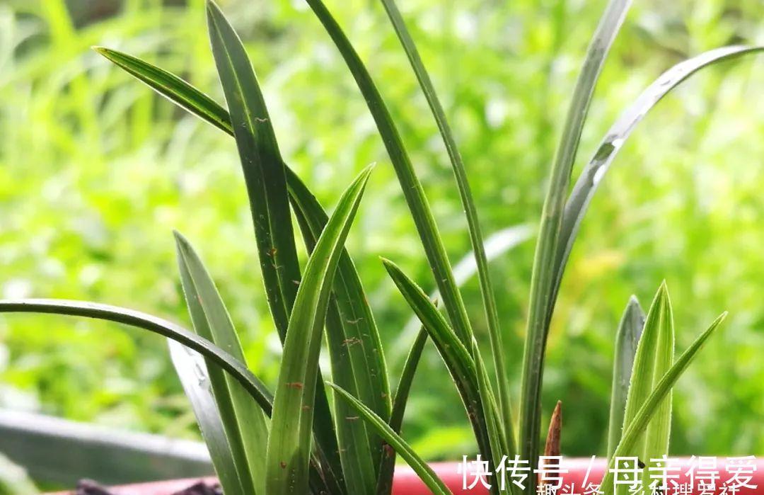 冬季兰花怎么服盆？这两个细节不要做错，来年新芽生长更壮实