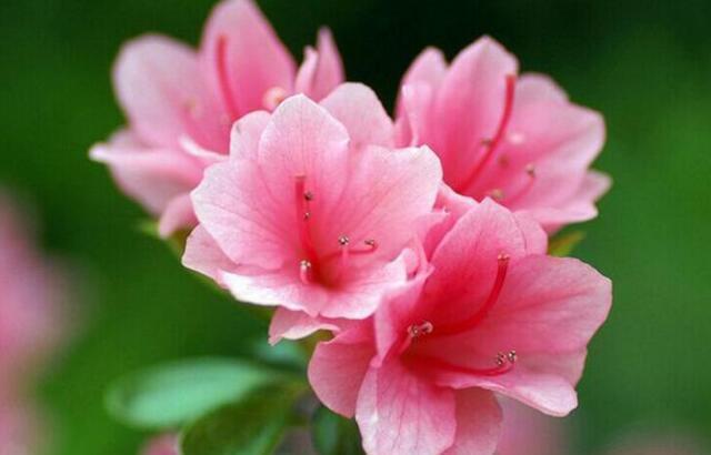 养在阳台的几种花卉，开出一片花海，拦都拦不住