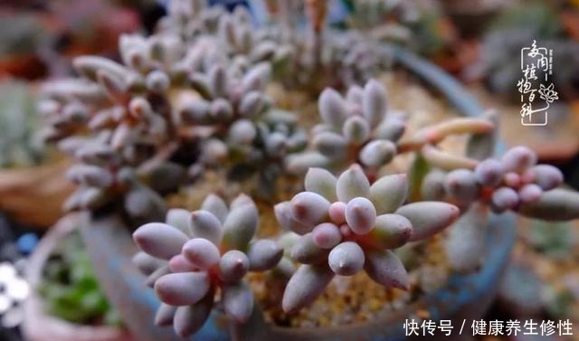 冬季,属于多肉的季节!养多肉的你喜欢冬天吗!