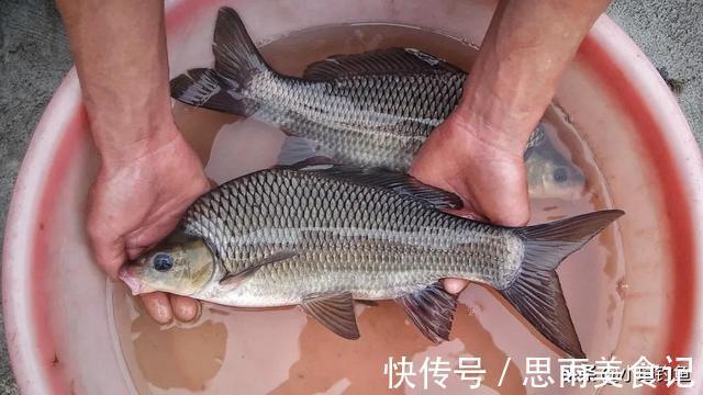 鲟鱼|国内钓到这些“牢底坐穿鱼”,务必放生,每年都有人误钓它们被抓