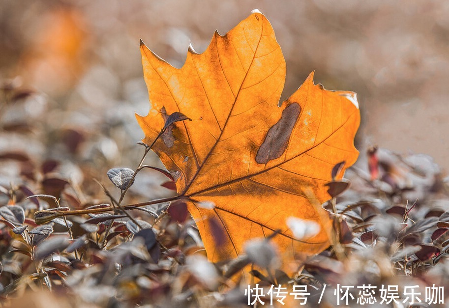 用这种土种花，不烂根不黄叶，自己在家就能做，一个麻袋就够了
