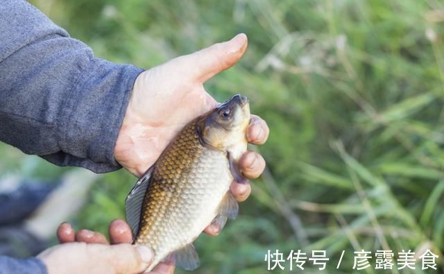 野钓|野钓鲫鱼，掌握这套“垂钓宝典”，不愁鱼不上钩