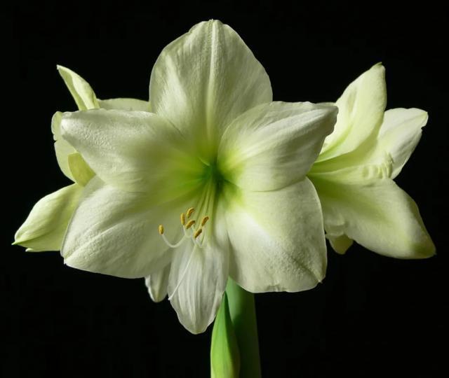 朱顶红美起来，就没其他花什么事儿，27个品种一个赛一个的美