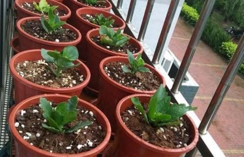 修剪掉的长寿花枝叶该不该扔，怎么处理好？