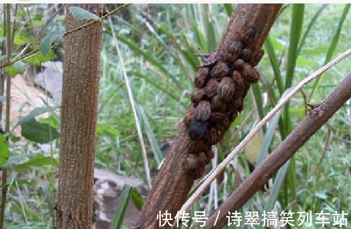 臭妮子|会放臭屁的臭妮子,营养价值堪比鹿茸,现在卖1000元一斤