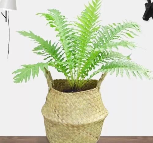 寓意好，代表富贵吉祥，3种“富贵花”，值得养