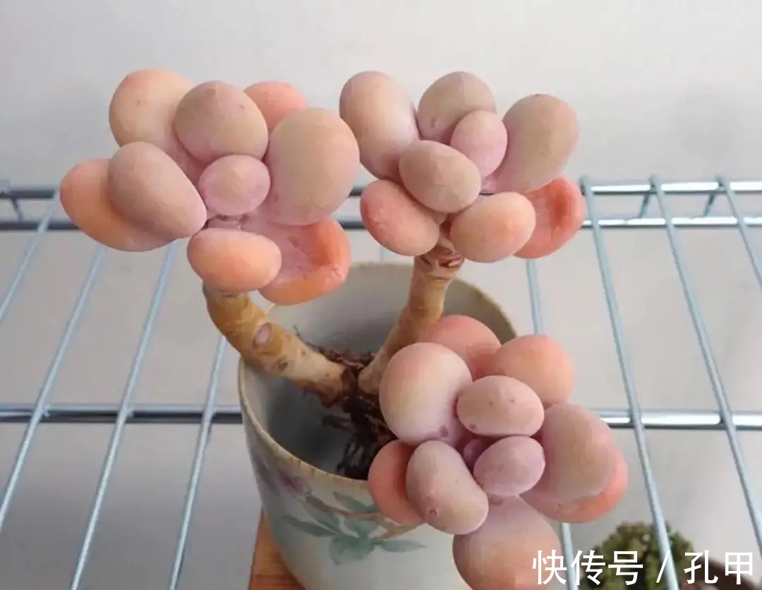 桃蛋多肉始终长不出状态?四个小妙招送给你,叶片圆润又鲜艳