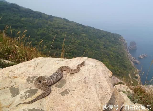 生活|我国两座天差地别的蛇岛，一个无人问津，另一个却为旅游胜地