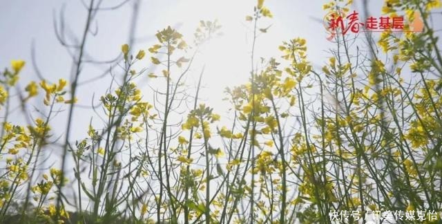 老年|韶关：春天的气息！仁化董塘镇新龙村油菜花连片绽放