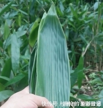 民间|民间常用它的叶子包粽子,有一种清新的香味,你用它包粽子吗?