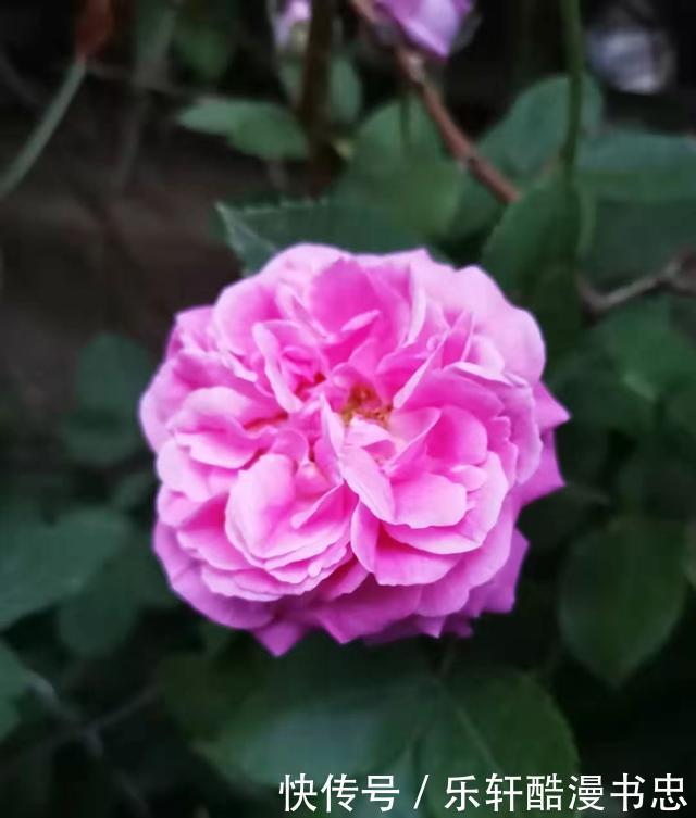 图片|漂亮的花卉图片欣赏