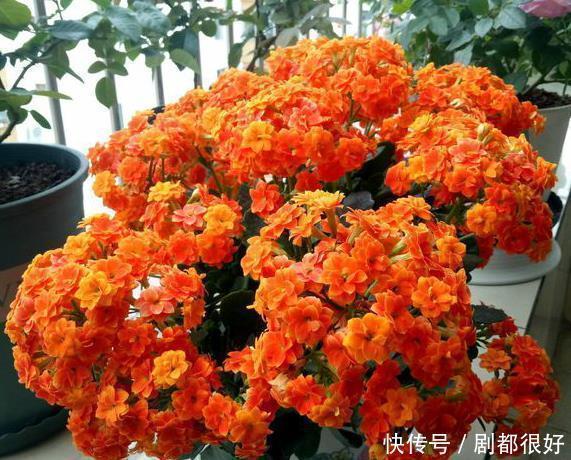 修剪|长寿花持续长叶不开花？只需简单做3步，30天满头花苞，开花爆盆