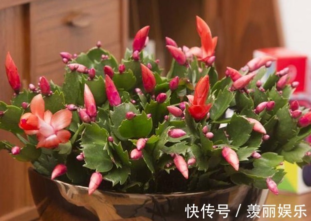 养蟹爪兰,2种“肥料”加盆里,侧芽猛冒长势旺,花苞满枝开不停