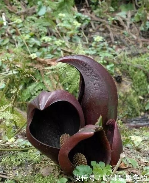 奇花|奇花、奇花、奇花、罕见奇花，赶快打开欣赏吧