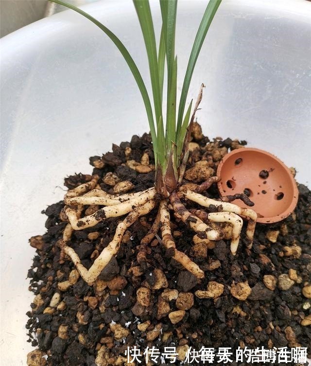 微酸性|厨房这1料,养兰“特有效”,一洒一喷,兰花生根快,新芽蹿不停!