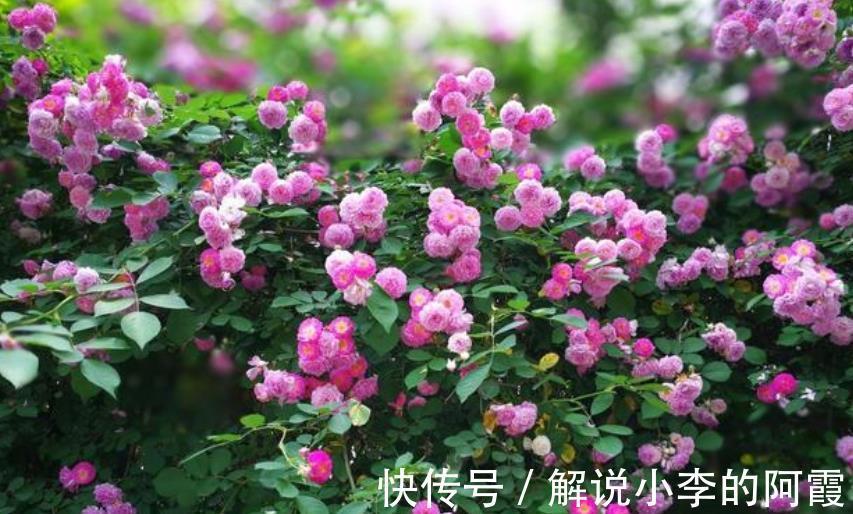 植株|5种花冬天假死后,可别丢了,注意保暖,来年开春还能发芽开花