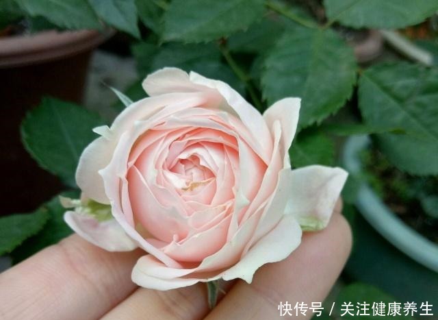 谁说月光族就不配养花这20种月季花月薪3000也能养!