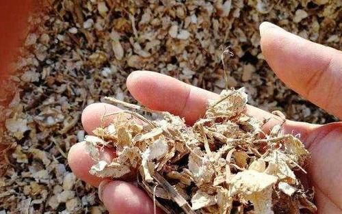 叶片|3种垃圾'一文不值',却对养花有用,可让植物叶片又绿又肥