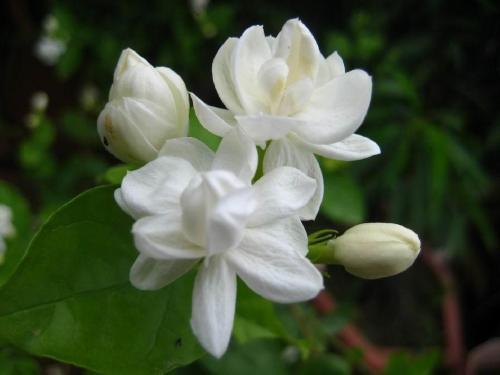 花香味|夏季养茉莉，学会这“3招”，开花开不停，花香味十足