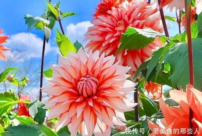 芹叶牡丹|家养这些植物,阳台开出花海,全年开花不断,花型紧簇,花量多!