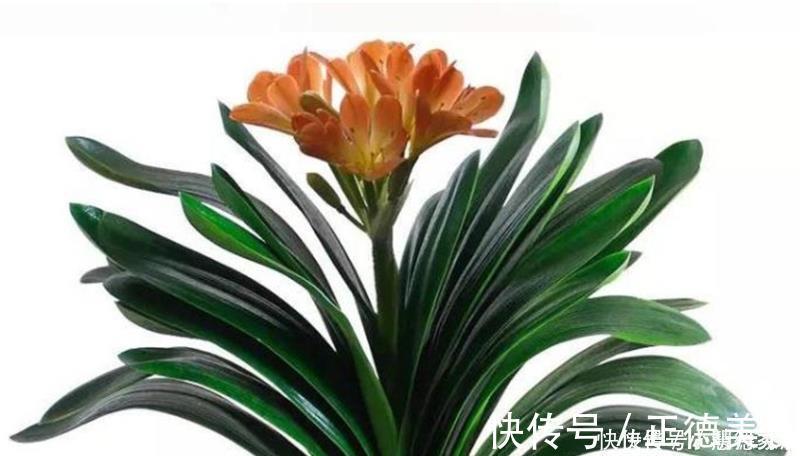 根系|养君子兰要先养好根,三种东西养根又护根,多年经验积累