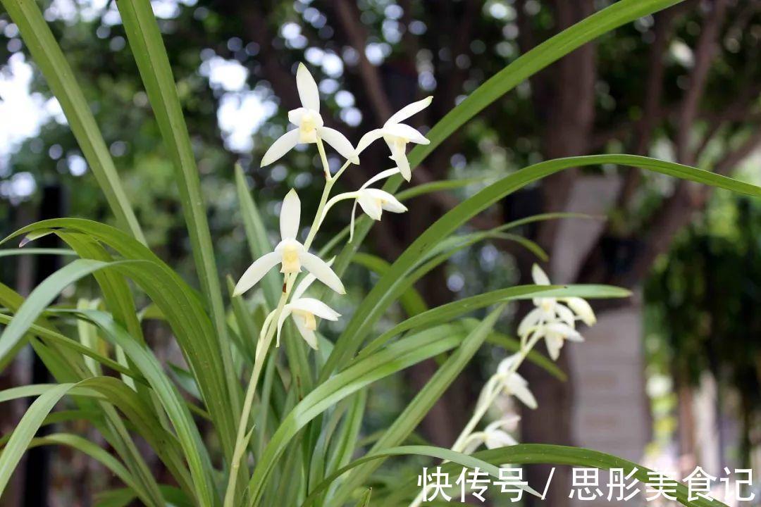 8种“富贵花”自带好运,花大优美,能养几十年,能值很多钱