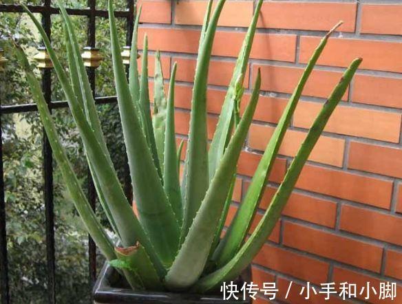 9种“健康花”,能吃能泡茶,客厅养一盆,清洁空气,吉利大气