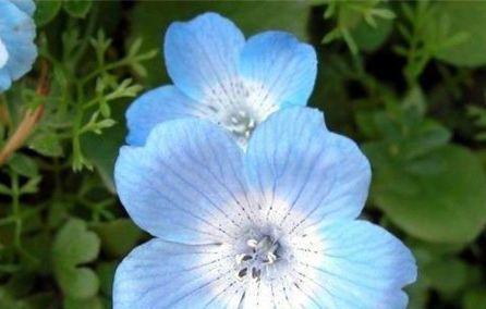 最适合新手养的4种花，有阳光就爆盆，给点水就疯长，太好养