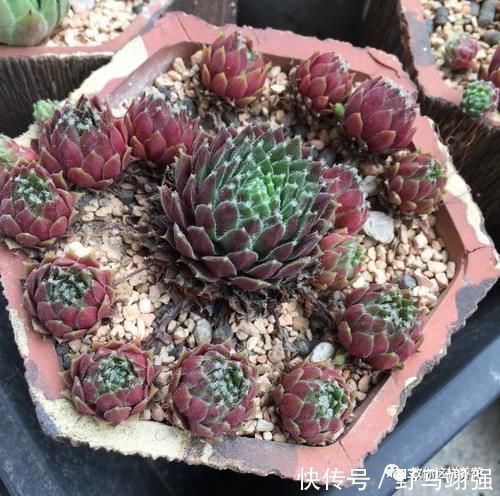 金钱树|太省心的花,1个月浇一次就行,叶子长的还超旺盛!