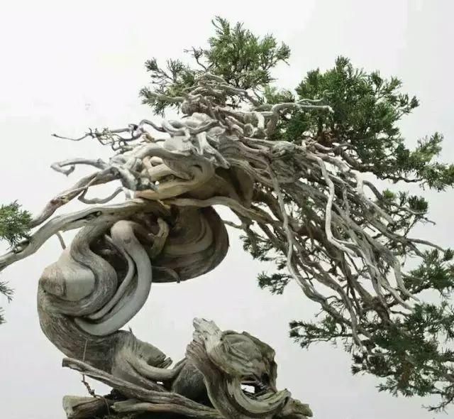 看到这些盆景以前的样子,我也是服了