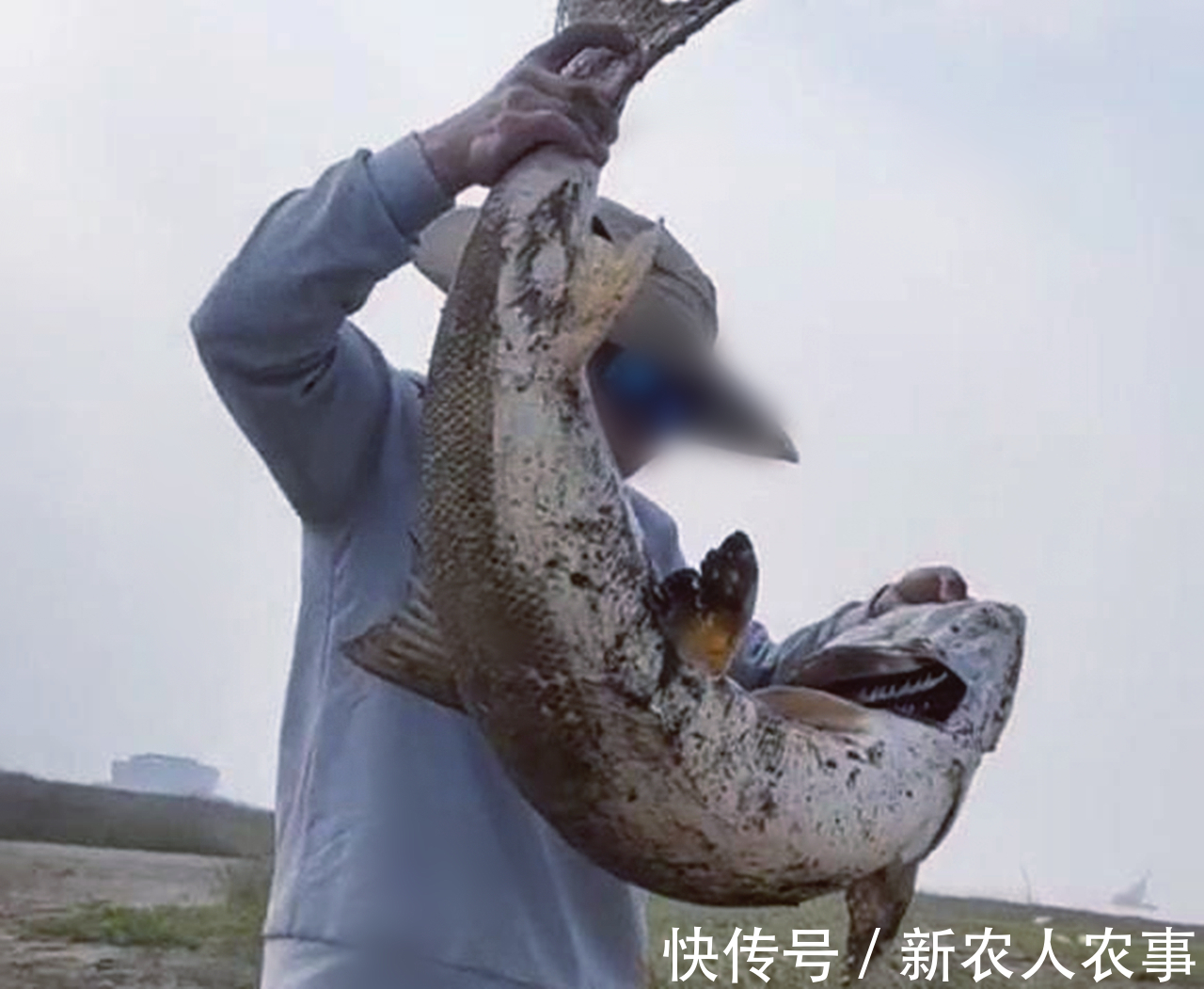 湖南一男子小河道里野钓,意外收获巨型“铜头鱼”,钓鱼人:罕见