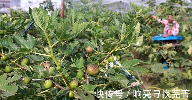 养殖|无花果又叫天仙果，营养丰富甜糯可口，很适合作为盆栽来养！