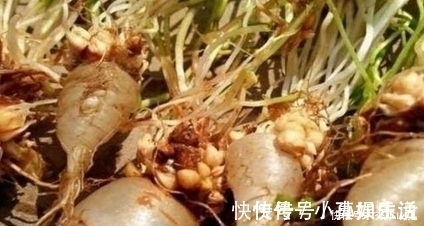 城里人|土地里拔出来透明食物,农村人表示认识,城里人表示没见过