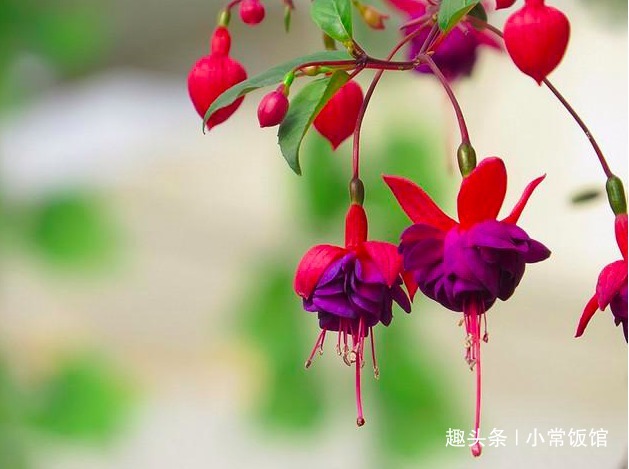 高手养倒挂金钟,却能盆盆又多又艳,原来是掌握了“3个套路”