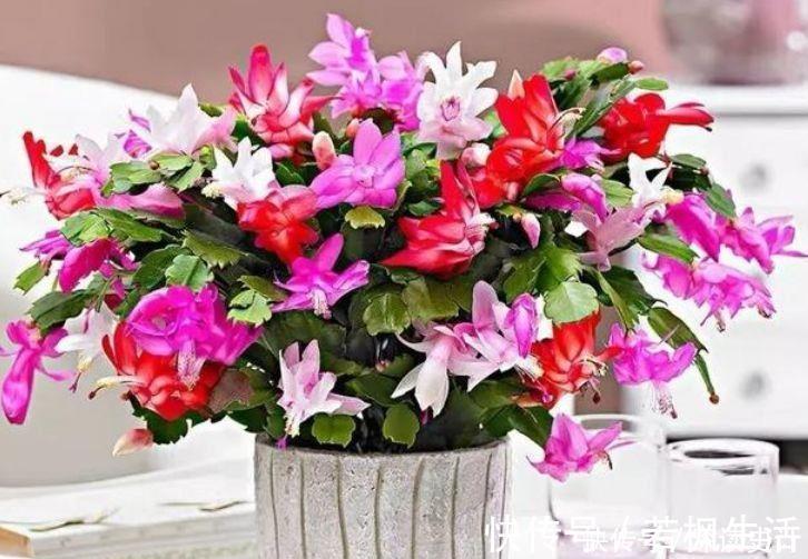 4种花是花中劳模,一年四季开花不断,一盆千百朵,花量超大的