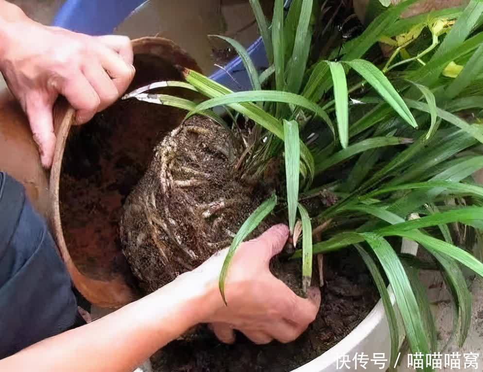 君子兰|夏季养花,聪明人给花卉早做“2件事”,学到了!