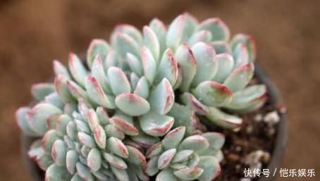 养多肉植物一个小技巧,长得壮状态好,而且还能顺利开花