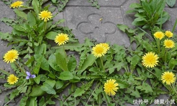 白开水|白开水加点此物泡,早晚一杯,色斑没了,皮肤更细腻,肝也干净