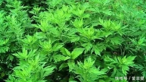 一直被蚊子咬?是因为你少了这些驱蚊草,养一盆整个夏天不用蚊香