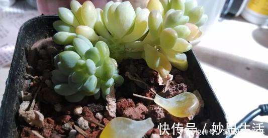 多肉|多肉植物出现3个症状，赶快换盆换土，催一圈侧芽，养成小老桩！