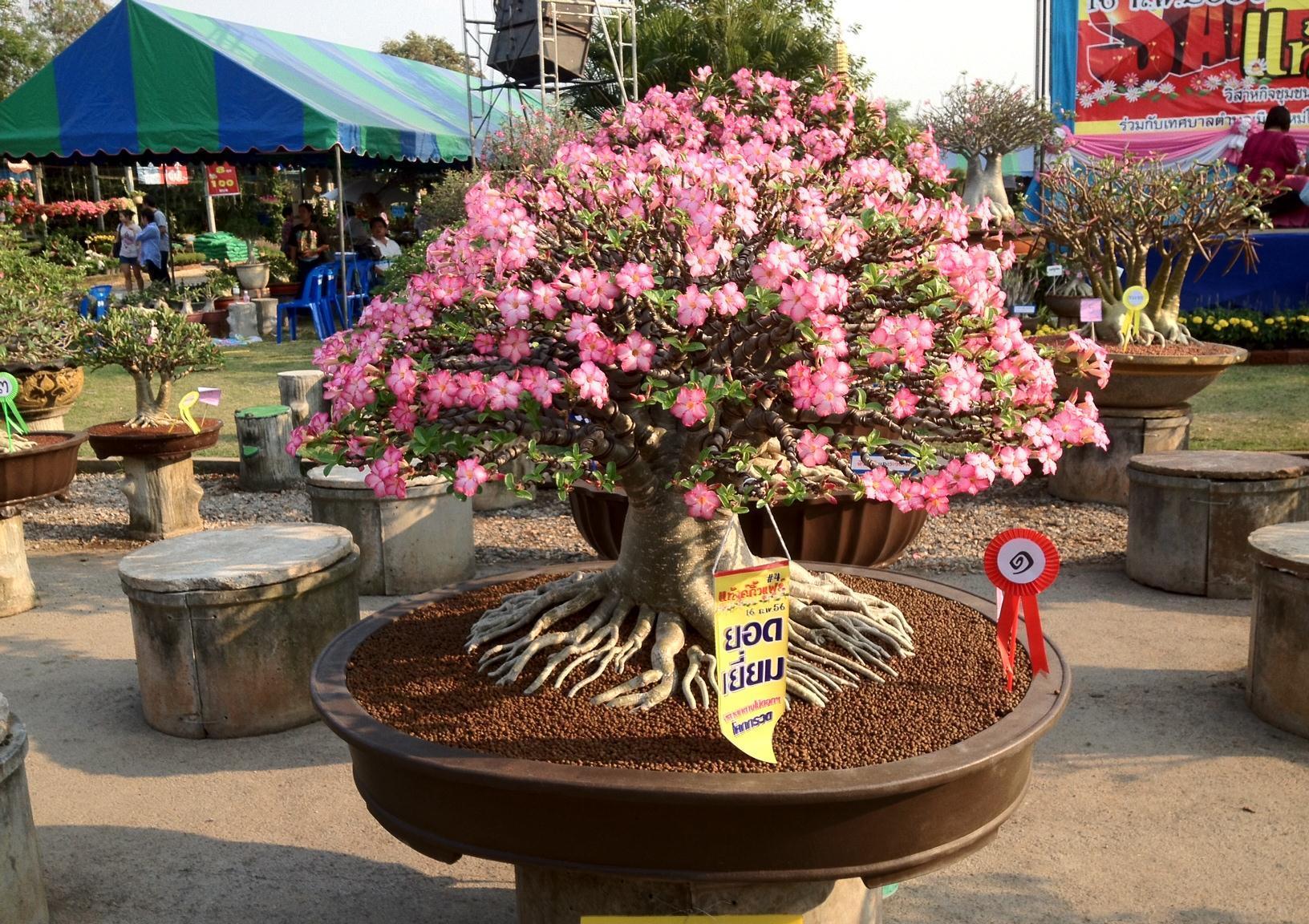 长寿花|天气冷,六种花要干养,少水多晒才健壮,养成老桩更旺家