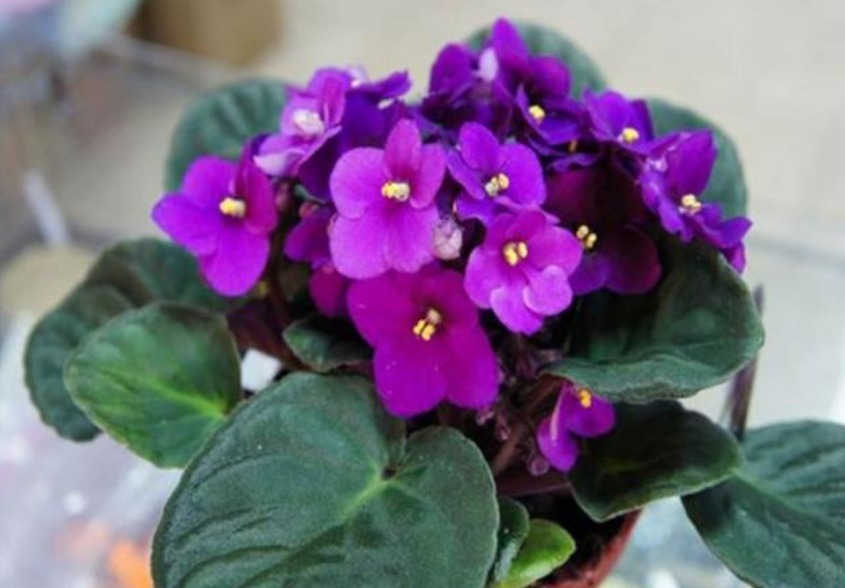 此款花卉,好养易爆盆,花香易打理,养在客厅美极了