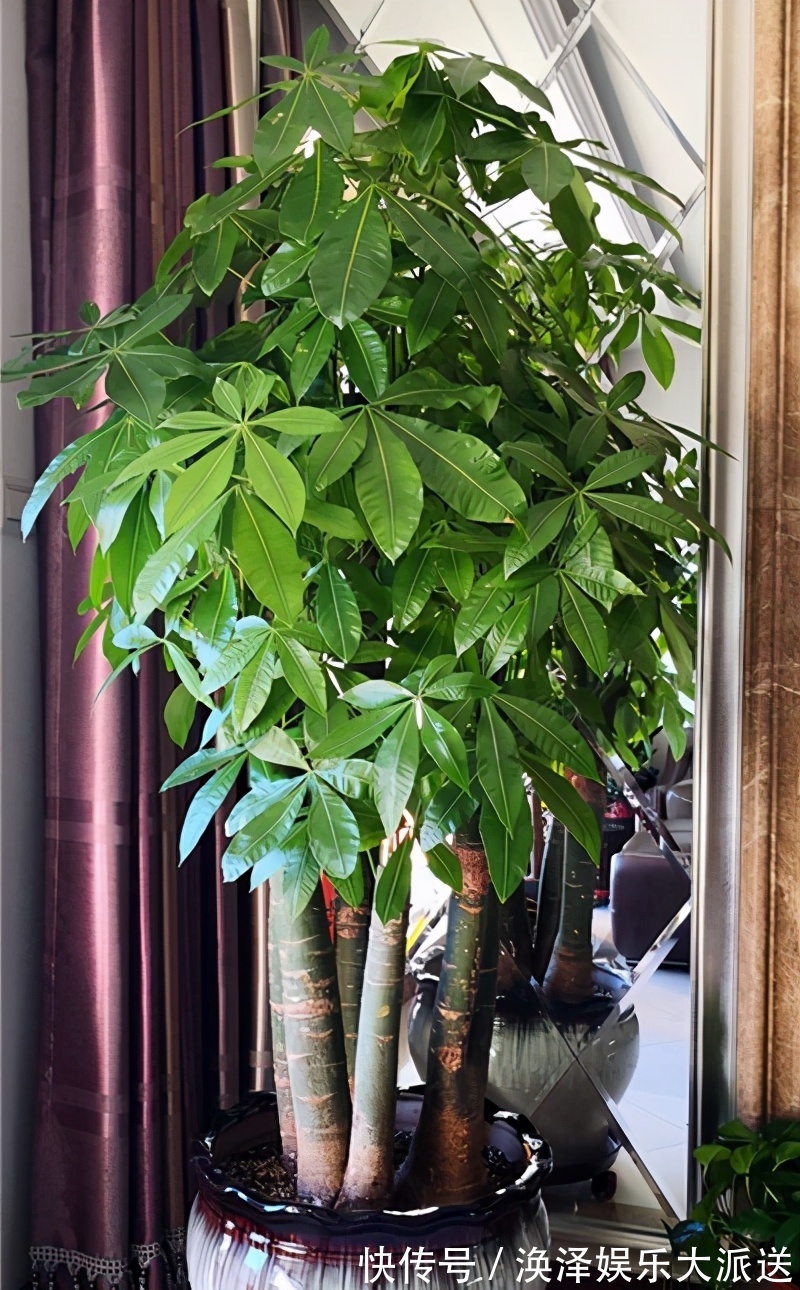 发财树|8种“漂亮花”,个个都是“招财树”,家里养一棵,不愁没钱花